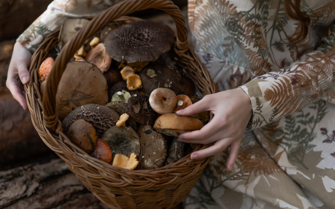 Shroomin’ Around the World: The Top 5 Countries for Mushroom Hunters