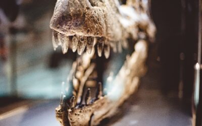 Unleash Your Inner Explorer: Family-Friendly Museums You Can’t Miss